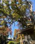 「長昌寺 松プロジェクト」オリジナル額縁